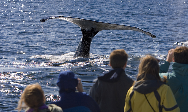 making-a-wave-discover-alaskas-whales-JUA8-mosaic