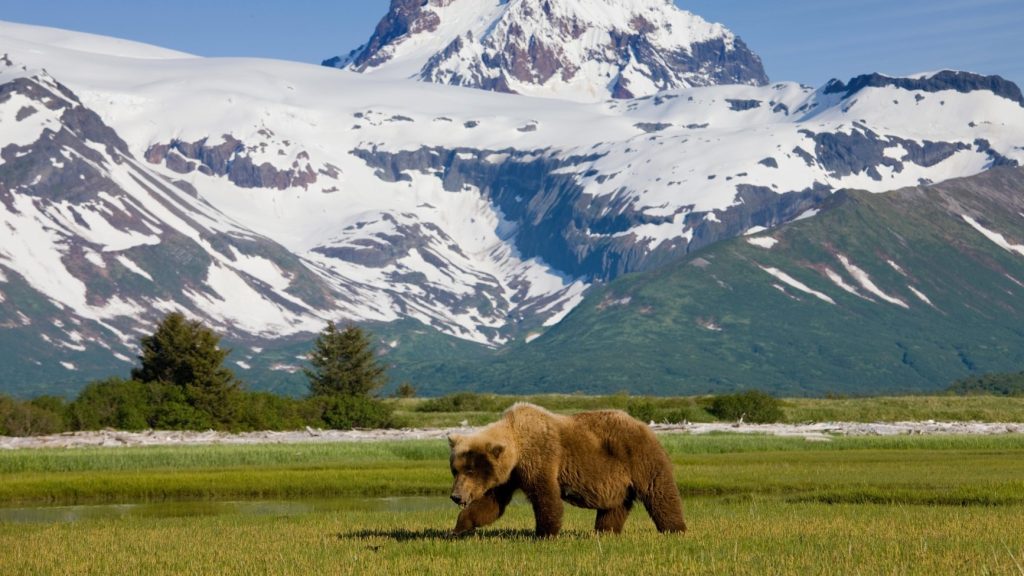 holland america line alaska bear